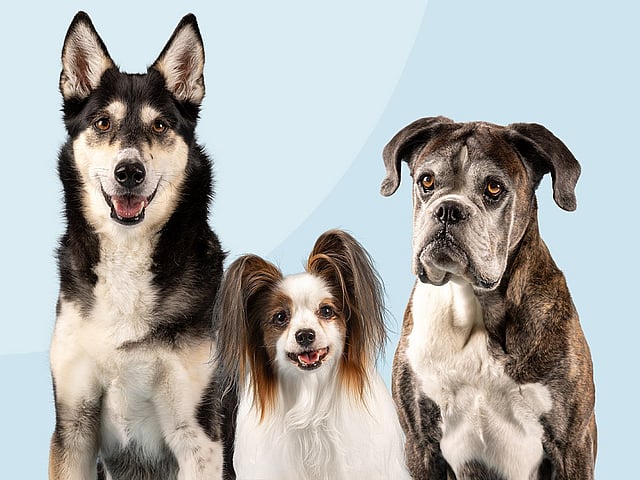 Een groep honden die bij elkaar zitten.