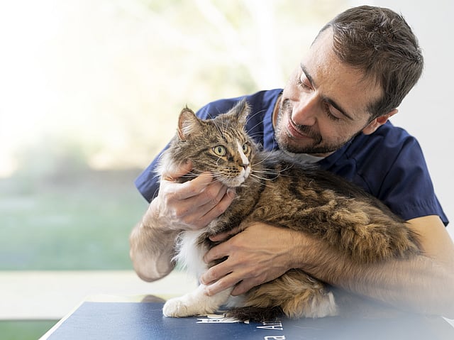 Een persoon die een kat vasthoudt.