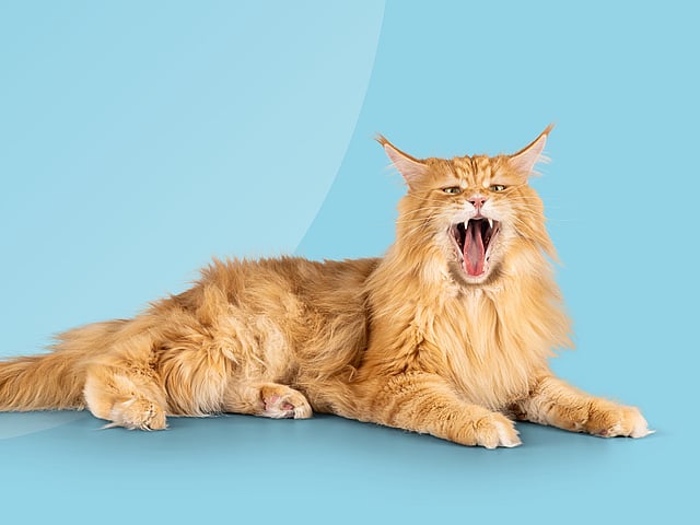 Een kat die geeuwt met zijn mond open.