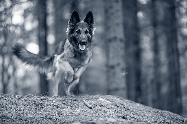 Een hond die in het bos rent.