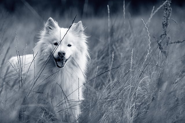 Een hond die zich in lang gras bevindt.