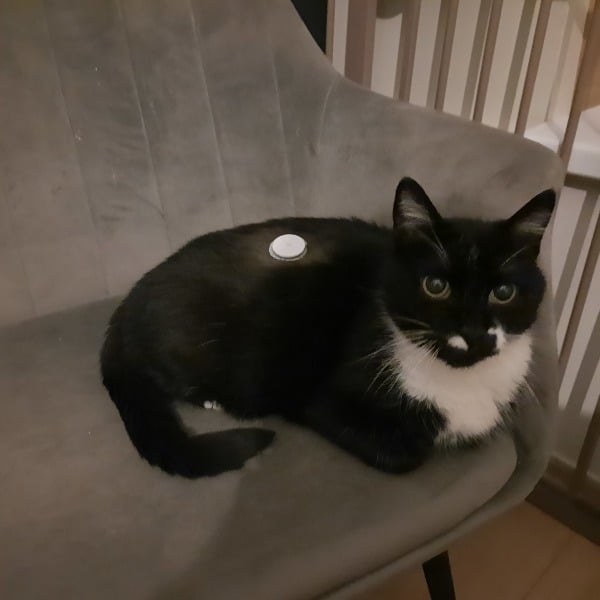 Een kat zittend op een stoel.