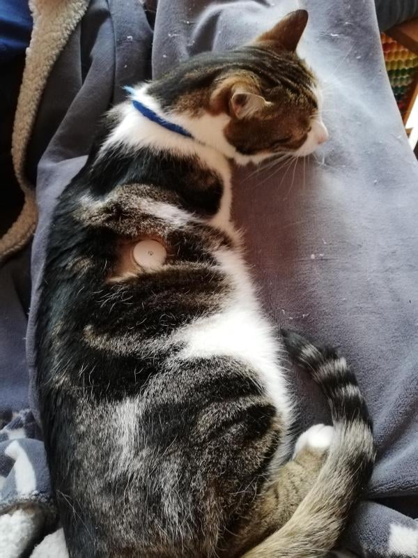 Een kat liggend op een deken.