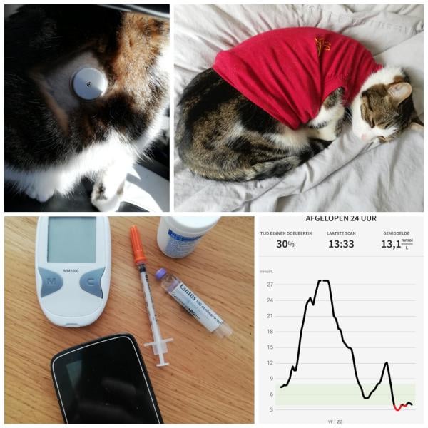 Een collage van een kat die op een bed ligt.