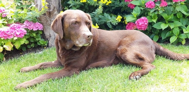 Een hond die in het gras ligt.
