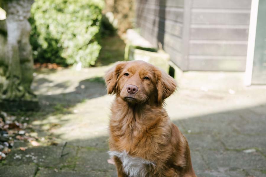 Een hond zittend op een terras.