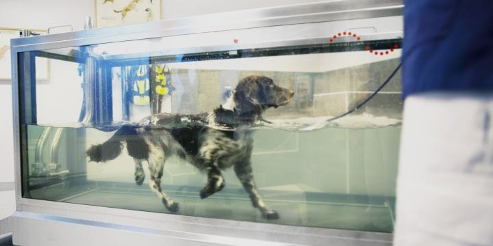 Een hond in een tank.