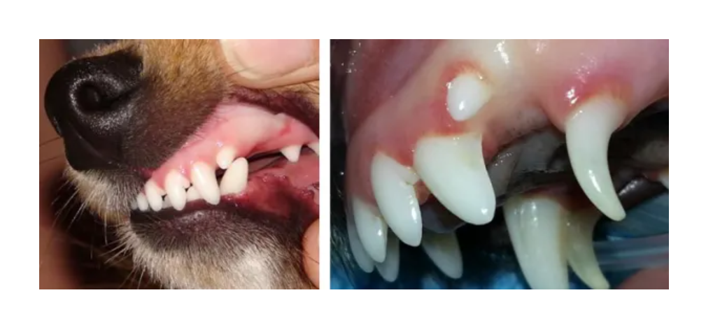 Een collage van tanden en tanden van een hond.
