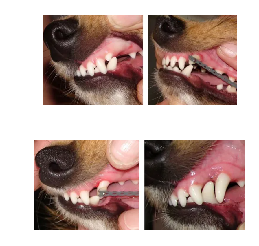 Een collage van een hondentanden.