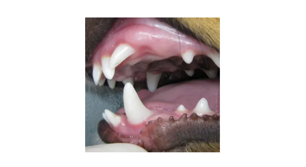 Een close-up van de tanden van een hond.