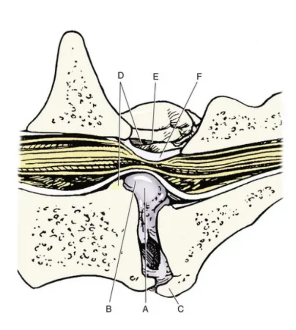 Een diagram van een botstructuur.