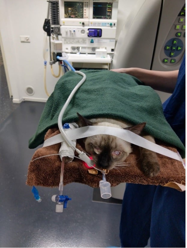 Een kat gewikkeld in een deken op een ziekenhuisbed.