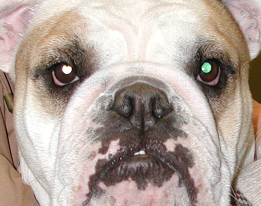 Een close-up van het gezicht van een hond.