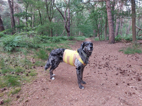 Een hond die zich op een onverharde weg in het bos bevindt.