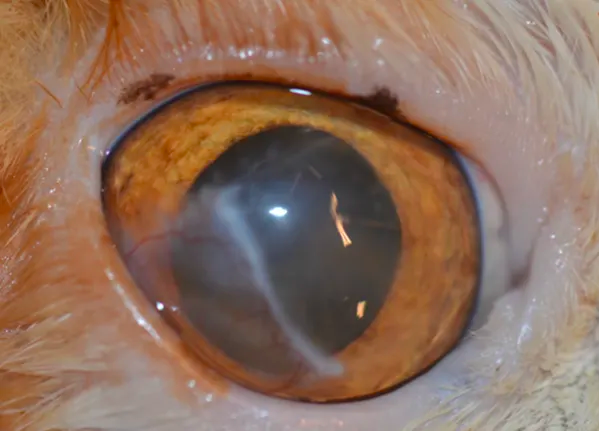 Een close-up van een oog.