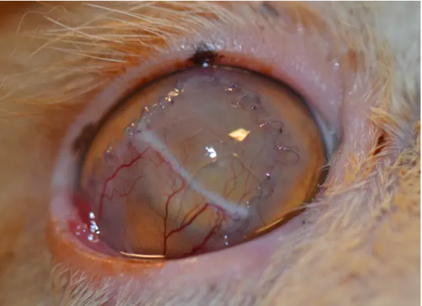Een close-up van een oog.