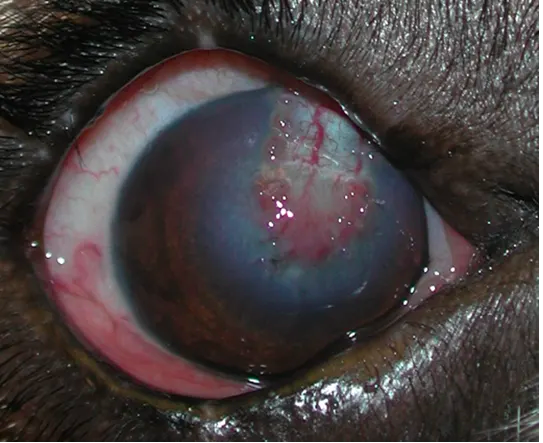 Een close-up van een oog.