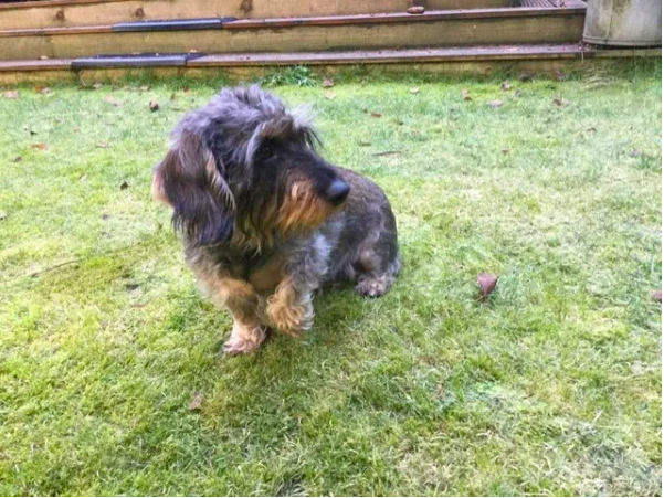 Een hond zittend op gras.