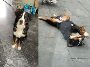 Een collage van een hond die op de grond ligt.