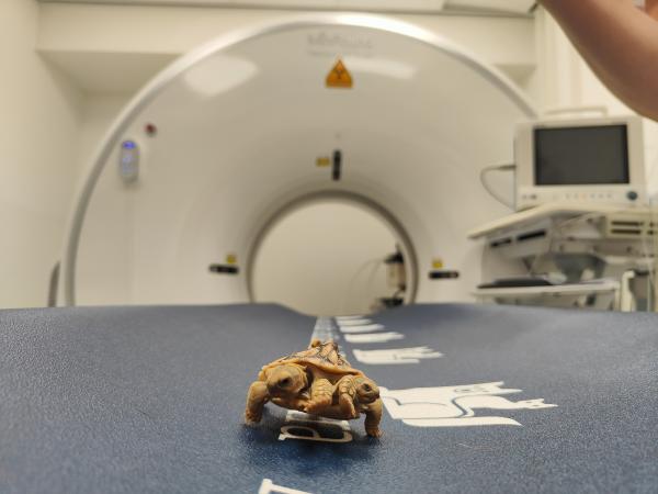 Een kleine schildpad op een blauwe tafel in een kamer met een CT-scanmachine.