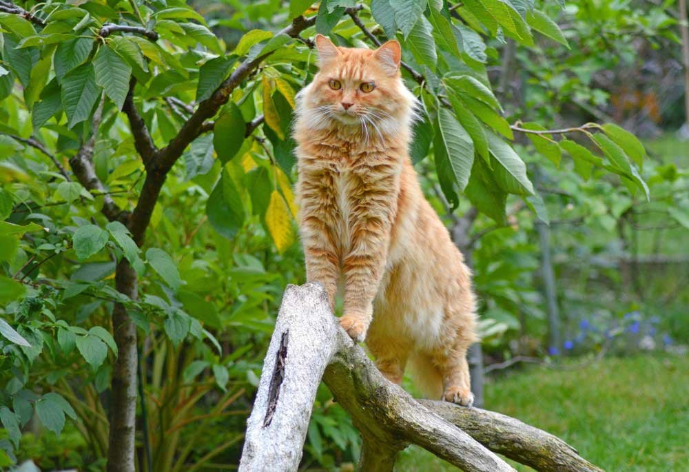 Een kat die zich op een tak bevindt.