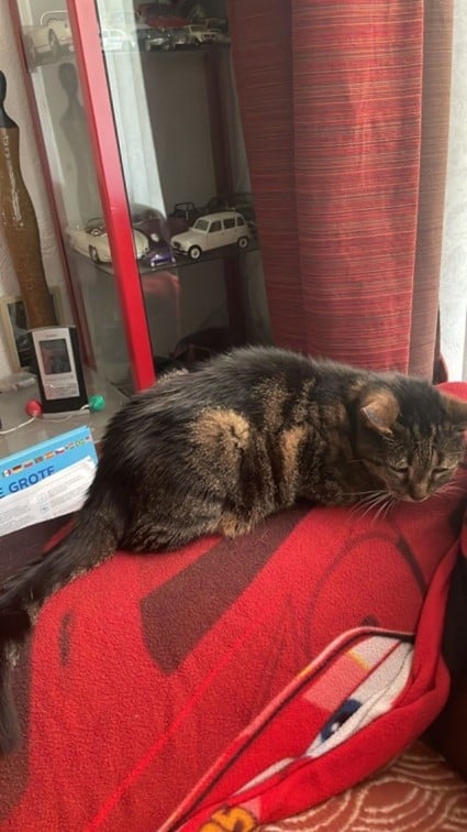 Een kat die op een rode deken ligt.