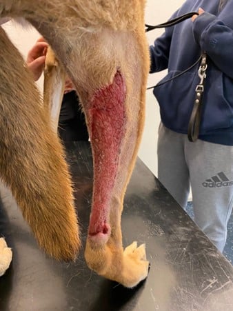 Een hond met een bloederig been.